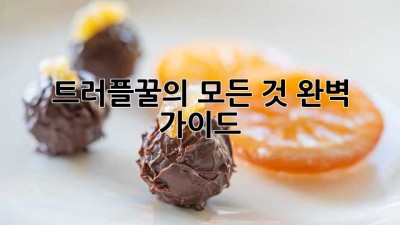 트러플꿀의 모든 것: 완벽 가이드